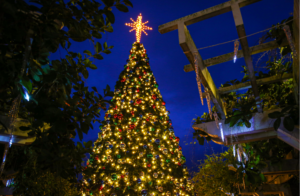 Light Up Winter Garden Downtown Winter Garden